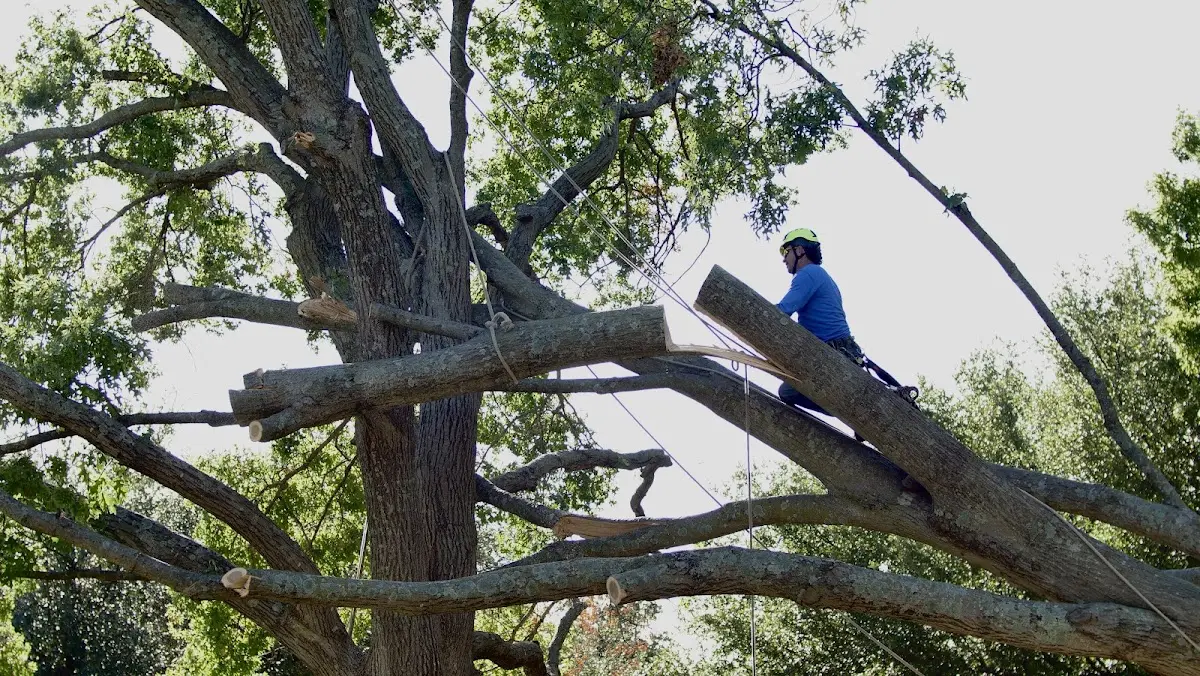 Professional Crown Thinning performed by certified arborists in Kipton